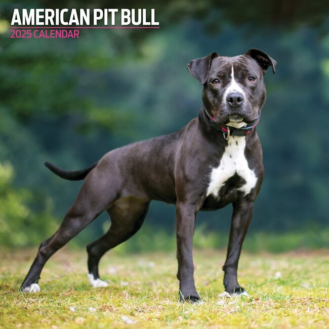 Calendario American Pit Bull Terrier 2025