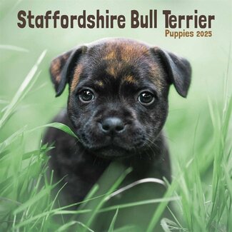 CarouselCalendars Mini calendario dei cuccioli di Staffordshire Bull Terrier 2025