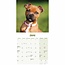 Calendario dei cuccioli di Staffordshire Bull Terrier 2025