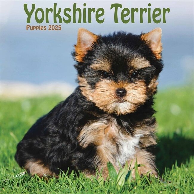 Yorkshire Terriers Chiots Calendrier 2025 Mini