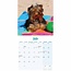 Calendario dei cuccioli di Yorkshire Terrier 2025 Mini