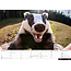 Dieren Selfies Kalender 2025