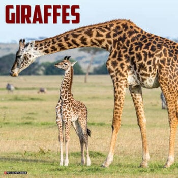 Giraffe calendar