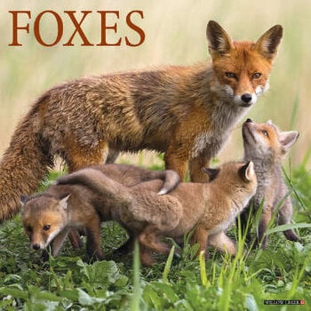 Calendario Foxes