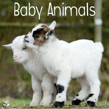 Baby Animals Calendar