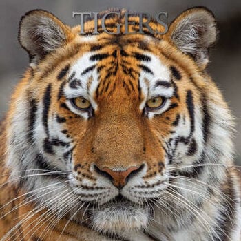 Tiger calendar