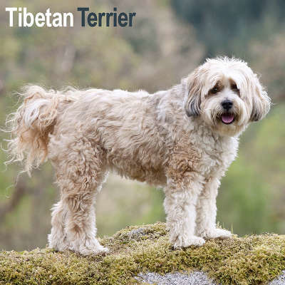 Calendarios Terrier Tibetano