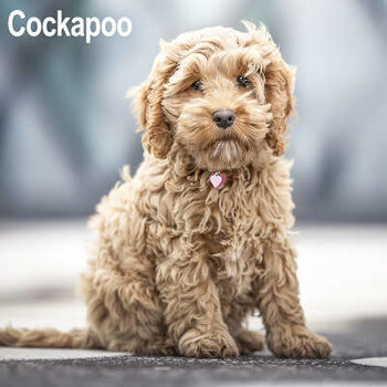 Calendari Cockapoo