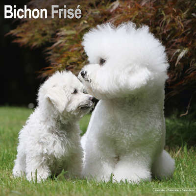 Bichon Frise Kalenders