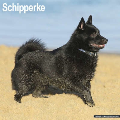 Schipperke-Kalender