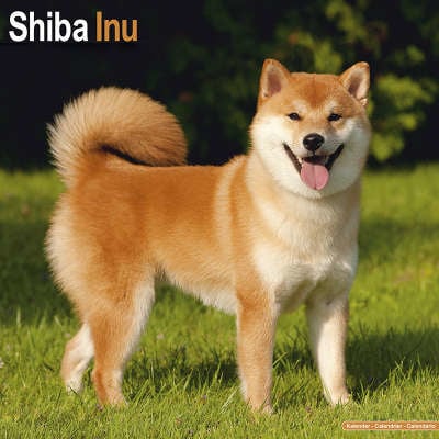 Shiba Inu-Kalender