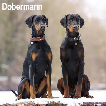 Calendriers Doberman