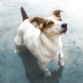 Calendarios Jack Russell Terrier