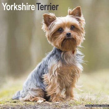 Calendriers Yorkshire Terrier