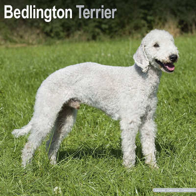 Calendarios Bedlington Terrier