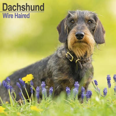 Dachshund-Kalender