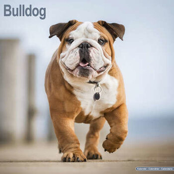 Calendarios del Bulldog Inglés