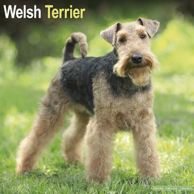 Calendriers Welsh Terrier