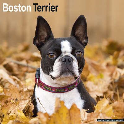 Boston Terrier-Kalender