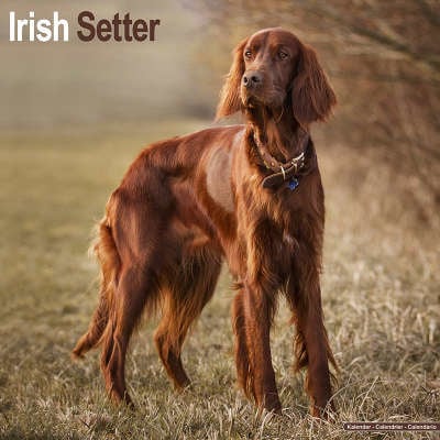 Calendari Setter irlandese