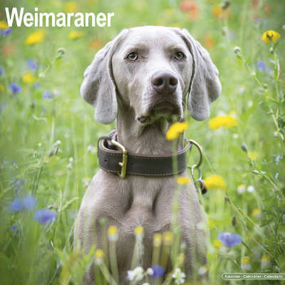 Weimaraner-Kalender