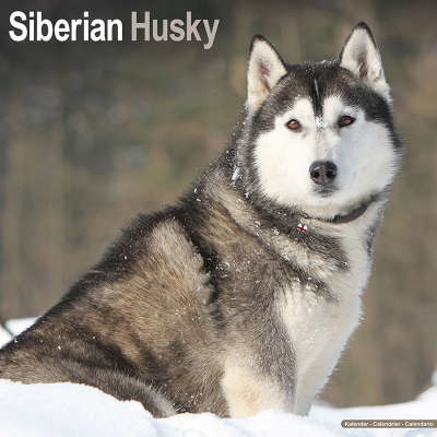 Siberian Husky-Kalender