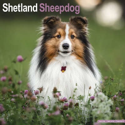 Calendari Shetland Sheepdog