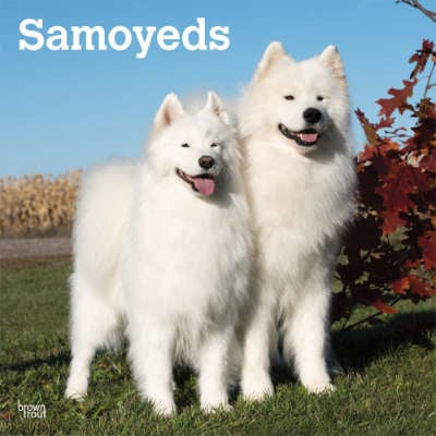 Samoyed Calendars