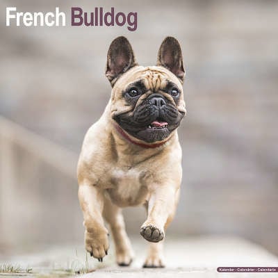 Calendari per bulldog francesi