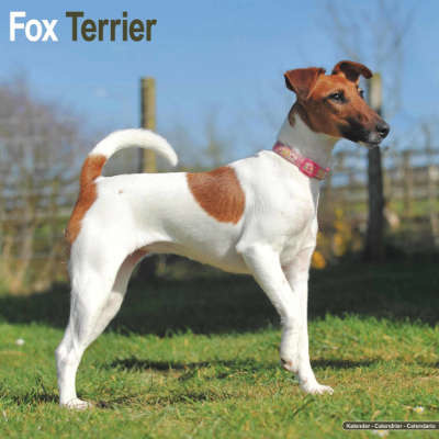 Calendriers Fox Terrier