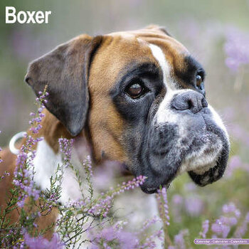 Boxer Calendars