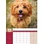 Cavapoo A3 Calendar 2025