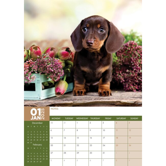 Calendrier De L'avent Teckel 2025, 24 Jours Calendrier De