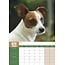 Jack Russel Terrier A3 Kalender 2025