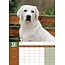 Calendario A3 Labrador Retriever biondo 2025