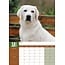 Labrador Retriever Blond Calendrier A3 2025