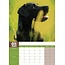 Calendario A3 nero del Labrador Retriever 2025