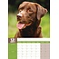 Labrador Retriever Braun A3 Kalender 2025