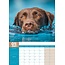 Labrador Retriever Braun A3 Kalender 2025