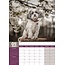 Lhasa Apso A3 Kalender 2025