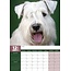 Schnauzer nain Calendrier A3 2025