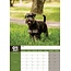 Schnauzer miniatura Calendario A3 2025