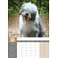 Bobtail / Old English Sheepdog A3 Kalender 2025