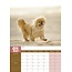 Pekinese A3 Kalender 2025