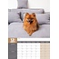 Pomeranian A3 Calendar 2025