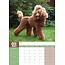 Caniche Calendrier A3 2025