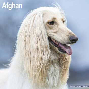 Afghanischer Windhund-Kalender