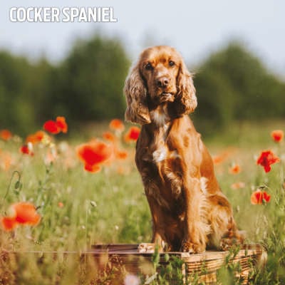 Calendarios Cocker Spaniel Inglés