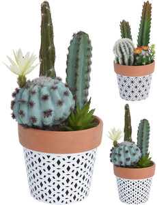  Cactus in gekleurde pot