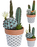  Cactus in gekleurde pot